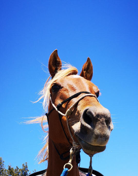 horseback riding Monteverde Costa Rica