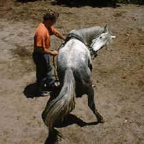 horse training in Costa Rica