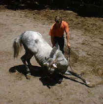 horse training in Monteverde