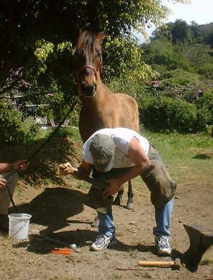 Sabines smiling horses health care 1