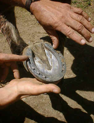 horse hoof care Monteverde Costa Rica 1