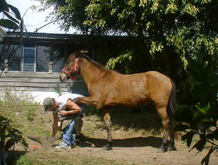 Sabines smiling horses health care 2