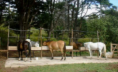 Sabines Smiling horses - farm Monteverde Costa Rica