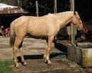 Dorado Palomino horse in Monteverde 