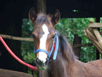 horse born in Monteverde
