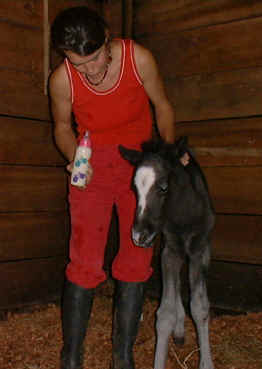 horse foal 3 days