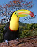 tucan