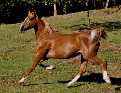 horseback riding at Smiling Horses