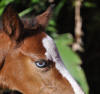 Smiling Horse baby LG