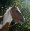 Smilin Horse Sierra