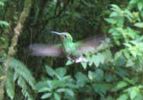 Monteverde Cloud Forest Hummingbird